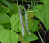 Rattlesnake Pole Bean Seeds