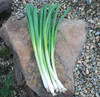 Evergreen Bunching Onion Seeds