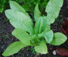 Celtuce Seeds