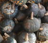 Buttercup Squash - Seeds Seeds