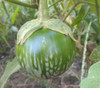 Lao Green Stripe Eggplant Seeds