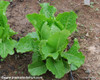 Crisp Mint Lettuce Seeds