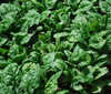 Giant Noble Spinach Seeds