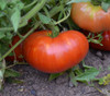 Aussie Tomato Seeds
