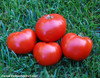 Delicious Tomato Seeds