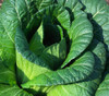 Chinese Cabbage, Loose Leaf Hiroshimana Seeds