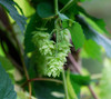 Humulus lupulus - Hops Seeds