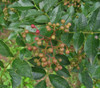 Zanthoxylum simulans - Szechuan Pepper Seeds