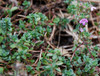 Thymus serpyllum - Creeping Thyme Seeds
