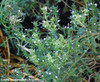 Satureja hortensis - Summer Savory Seeds