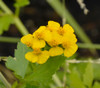 Tagetes lucida - Sweet Mace Seeds