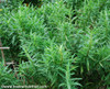 Artemisia drancunculus - Tarragon
