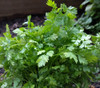 Anthriscus cerefolium - Chervil Seeds