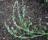 Lepidium sativum - Pepper Cress Seeds
