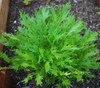 Mizuna Seeds