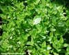 Mentha x - Peppermint Seeds