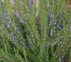 Rosmarinus officinalis - Italian Rosemary Seeds
