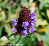 Prunella vulgaris - Self-Heal Seeds