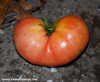 Giant Belgium Tomato
