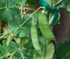 Sugar Snap Pole Pea Seeds