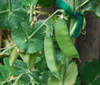 Sugar Snap Pole Pea Seeds