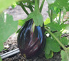 Black Beauty Eggplant Seeds