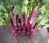 Flat of Egypt Beet Seeds