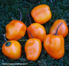 Manzano Pepper, Orange Seeds