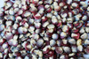 Purple Pozolero Corn Seeds
