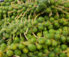 Long Island Improved Brussels Sprout Seeds