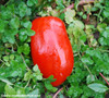 San Marzano 2 Tomato