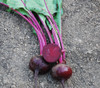 Detroit Dark Red Beet seeds