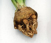 Giant Prague Celeriac Seeds