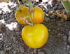 Lime Green Salad Tomato Seeds