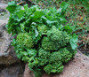 de Rapa Broccoli Seeds
