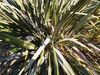 Phormium tenax - New Zealand Flax Seeds