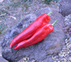 New Mexico 64L Pepper Seeds