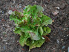 Mignonette Bronze Lettuce Seeds