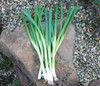 He Shi Ko Bunching Onion Seeds