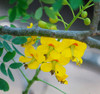 Caesalpinia mexicana - Mexican Bird of Paradise Seeds
