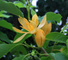 Michelia champaca - Michelia, Perfume Tree Seeds