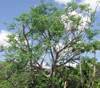 Moringa stenopetala - African Moringa Seeds