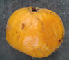 Eugenia uvalha - Uvalha Seeds