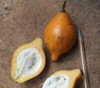 Garcinia macrophylla - Bacuripari