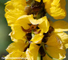 Cassia didymobotrya - Popcorn Cassia Seeds