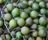 Melicoccus bijugatus - Spanish Lime