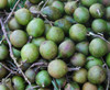 Melicoccus bijugatus - Spanish Lime Seeds
