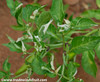 Fish Pepper Seeds