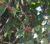 Ziziphus mucronata - Buffalo Thorn Seeds