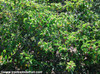 Rhus ovata - Sugar Bush Seeds